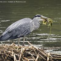 Buy canvas prints of Heron meal of seaweed and fish by Kevin White
