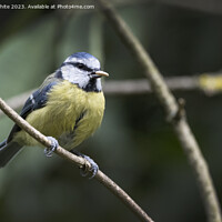 Buy canvas prints of Blue Tit with nut in beak by Kevin White