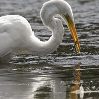 Buy canvas prints of Great white egret catching a fish by Kevin White