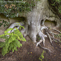 Buy canvas prints of Soil erosion exsposes large tree roots by Kevin White
