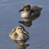 Buy canvas prints of A pair of two very fluffy ducklings by Kevin White