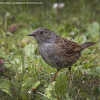 Buy canvas prints of Dunnock feeding in the meadows by Kevin White