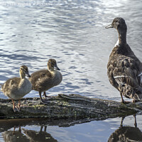 Buy canvas prints of Proud Duck sitting with her two cute ducklings by Kevin White