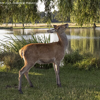Buy canvas prints of Young deer about to eat weeping willow leaves  by Kevin White