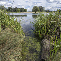 Buy canvas prints of Start of green algae growing in the ponds by Kevin White