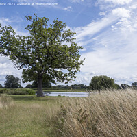 Buy canvas prints of Path through the long grass at Bushy Park by Kevin White