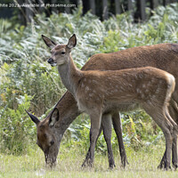Buy canvas prints of Adult and juvenile fallow deer grazing by Kevin White
