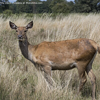 Buy canvas prints of Deer enjoying walking through and eating the long grass by Kevin White