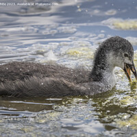 Buy canvas prints of Juvenile coot practicing feeding for themselves by Kevin White
