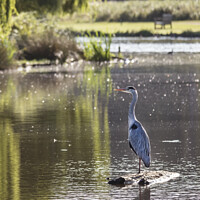 Buy canvas prints of Grey heron standing guard on a log by Kevin White