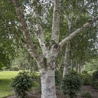 Buy canvas prints of Betula utilis var jacquemontii by Kevin White