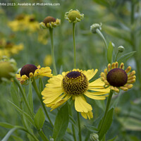 Buy canvas prints of Helenium Riveron Beauty by Kevin White