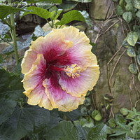Buy canvas prints of Hibiscus Rosa Sinensis by Kevin White