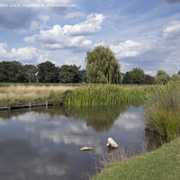 Buy canvas prints of Bushy Park on a sunny afternoon in August by Kevin White