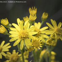 Buy canvas prints of Wild golden ragwort by Kevin White