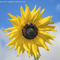 Buy canvas prints of Sunflower and bee by Kevin White