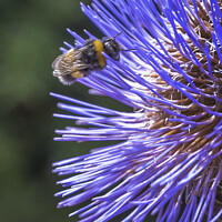 Buy canvas prints of Bee extracting pollen from a thistle flower by Kevin White