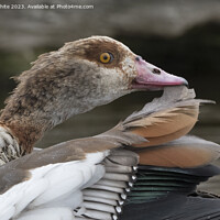 Buy canvas prints of Egyptian goose removing feather during preening by Kevin White