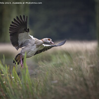 Buy canvas prints of Egyptian goose landing in the reed beds by Kevin White