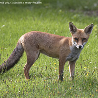 Buy canvas prints of Red Fox by Kevin White