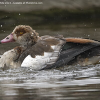 Buy canvas prints of Egyptian goose playing with water by Kevin White