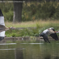 Buy canvas prints of Two Egyptian geese flying across the lake by Kevin White