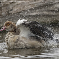 Buy canvas prints of Egyptian goose having a splashing time by Kevin White