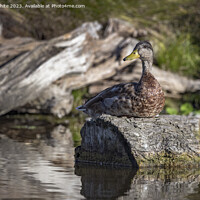 Buy canvas prints of Duck resting in the sunshine on a log by Kevin White