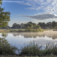 Buy canvas prints of Bright misty sunny morning at Bushy Park ponds by Kevin White