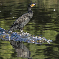 Buy canvas prints of Beautiful green eyed Cormorant by Kevin White