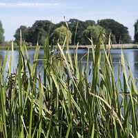 Buy canvas prints of Reed beds starting to die by Kevin White