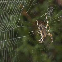 Buy canvas prints of European garden spider by Kevin White