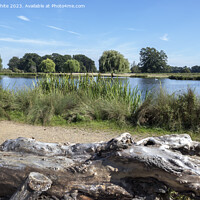 Buy canvas prints of Resting log next to Heron pond in Bushy Park by Kevin White