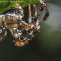 Buy canvas prints of Hairy legs of the garden spider by Kevin White