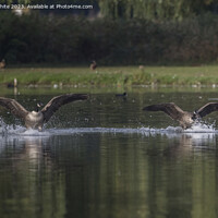 Buy canvas prints of Canada geese landing together by Kevin White