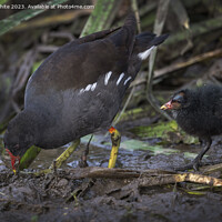 Buy canvas prints of Moorhen showing her chick how to find food by Kevin White