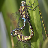 Buy canvas prints of Dragonflie mating in the reeds by Kevin White