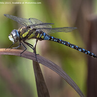 Buy canvas prints of Dragonfly or damselfly resting on a reed leaf by Kevin White