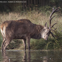 Buy canvas prints of Old deer stag maintaining his antlers by Kevin White