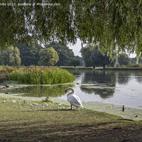 Buy canvas prints of Bushy Park pond view from under the tree by Kevin White