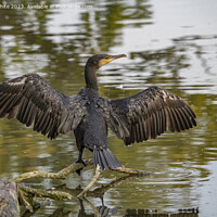Buy canvas prints of Cormorant showing off his wings by Kevin White
