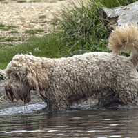 Buy canvas prints of Shaggy Cockerpoo dog soaking wet by Kevin White