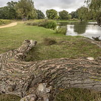 Buy canvas prints of Walk and cycle path with natural log seat by Kevin White