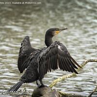 Buy canvas prints of Cormorant resting on his favourite log by Kevin White