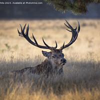 Buy canvas prints of Huge antlers on the stag of a Bushy Park deer by Kevin White