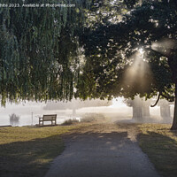 Buy canvas prints of Misty light with the sun shining through the trees by Kevin White