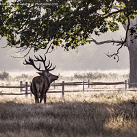 Buy canvas prints of Semi silhouette of tough strong Male deer by Kevin White
