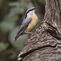Buy canvas prints of Nuthatch on old tree searching for food by Kevin White