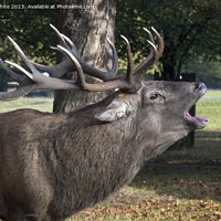 Buy canvas prints of Stag roaring in the park by Kevin White