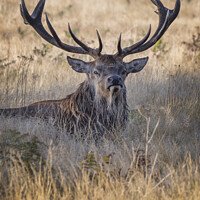 Buy canvas prints of Adult male deer a mighty impressive beast by Kevin White